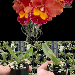Rlc. Jairak Summer