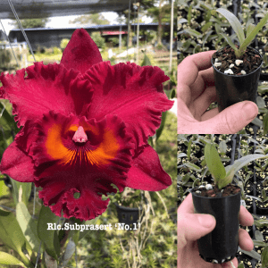 Rlc. Subprasert 'No.1'