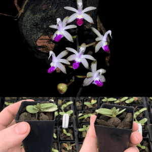 Stereochilus Ster. pachyphyllus