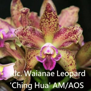 Rlc. Waianae Leopard ' Ching Hua' AM/AOS