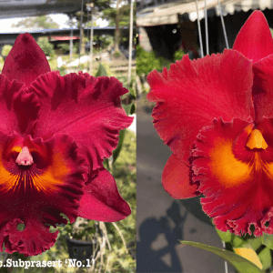 Rlc. Subprasert x Rlc. Siam Red
