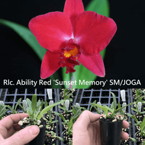 Rlc. Ability Red 'Sunset Memory'