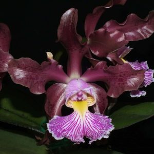 C. Schilleriana 'Nicole'' AM/AOC x 'Claire' AM/AOC