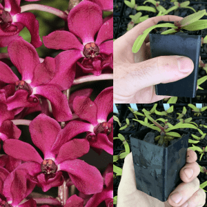 Rhy. gigantea (RED)