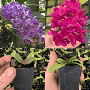 Rhy. gigantea 'Blue' x 'Red'