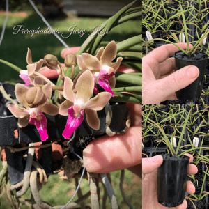 Paraphadenia Juraj Kojs (Seidenfadenia mitrata x Paraphalaenopsis labukensis)