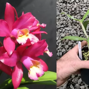 Ctt. Gerard Nappert 'Sophie' FLOWERING SIZE CLONE 120mm Pot