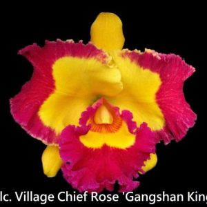 Rlc. Village Chief Rose x C. Mari's Love 'Taka'