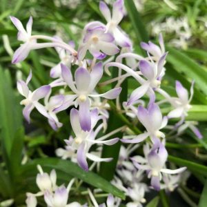 Vandachostylis  Lou Sneary (V. falcata x Rhy coelestis) Flowering Size 90mm Web Basket