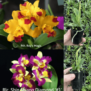 Rth. Roy's Magic 'Hsinying' x  Rlc. Shin Shiang Diamond 'Taiyoung No1'