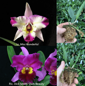Rlc. Dick Smith 'Dark Beauty' x C. Miss Worderful