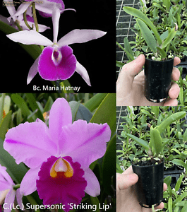 Bc. Maria Hatnay X C. Supersonic  'Striking Lip'