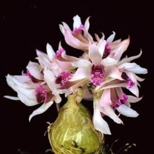 Den. peguanum