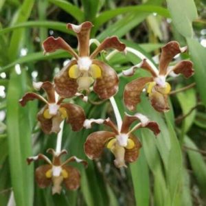 Vanda bicolor