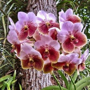 V. sanderiana