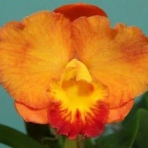 Rlc Shin Shiang Diamond 'Orchis' x Rth Mem Warren Eggins 'Serenade' HCC/AOC