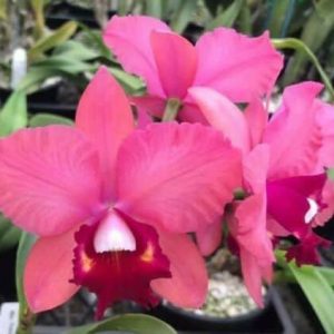 Rlc. Tokyo Angel 'Ivy'