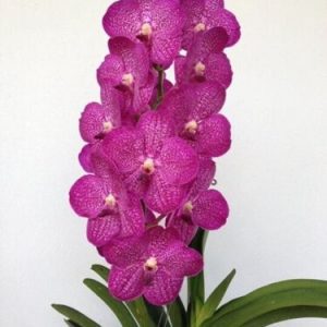 V. Fuchs Delight x V. Tokyo Blue