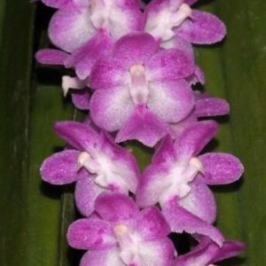 Aer. multiflora