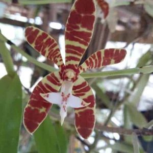 Staurochilus fasciatus