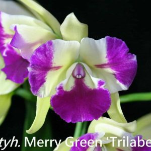 Ctyh. Merry Green 'Trilabelo' Advanced Size