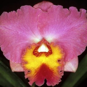 C. Royal Beau 'Anthea' AM/AOC  (R111)
