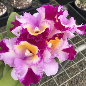Rlc. Swan's Lolly 'Tara'  (R99)