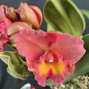 Rlc. Rosella's Royal Sunset 'Tom' (R40)