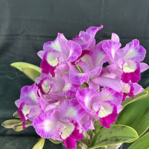 Rth. Shinfong Little Cat 'Harvest' (R92)