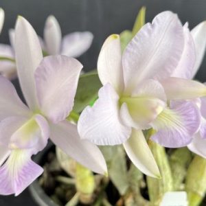 C. walkeriana var. coerulea 'Tom's No1'