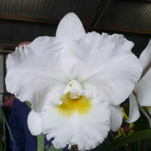 Rlc. Burdekin Dream 'DJ' FCC/AOC