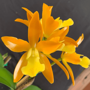 C. Chocolate Drop 'Clifton Yellow'