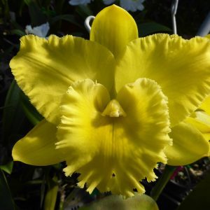 Rlc. Karen's Sunrise 'Waianae'