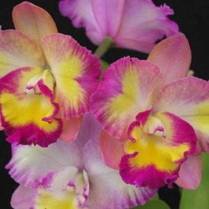 Ctt. Rosella Fire 'Thomas'