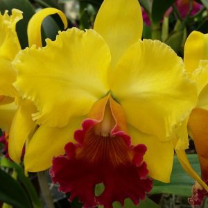 Rlc. Dal's Horizon 'Southern Cross'