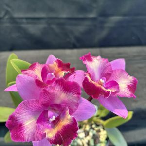 Ctt. Alsaks Pattern x C. Angel Flare