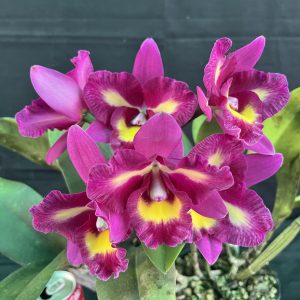 Rlc. Rosella's Victory