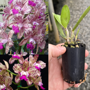 C. Caudebec ('Southern Cross' x 'Carmela' HCC/AOC) 50mm Pot