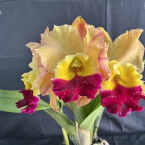 Rlc. Golden Majestic 'Rosella'