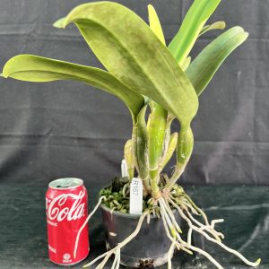 Rlc. Dal's Jewel 'Sebastian'