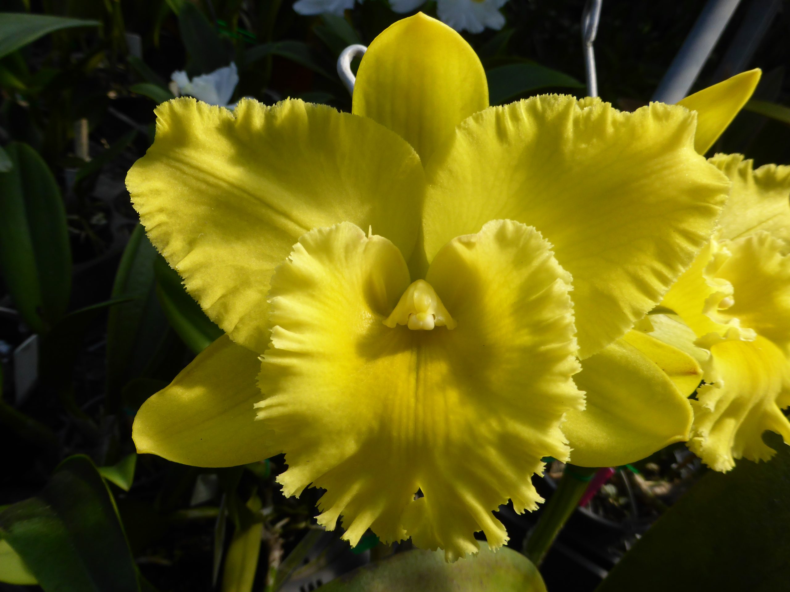Rlc. Karen's Sunrise 'Waianae' AM/AOC - Image 1