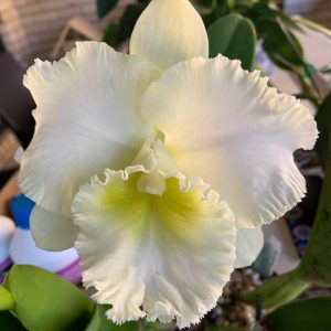 Rlc. Brunswick Blush 'Sophie'