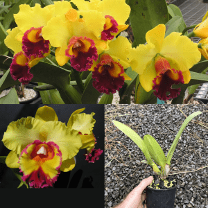 Rlc. Gerard Scalia x Rlc. Deception Sunset 120mm Pot HYBRID Flowering Size