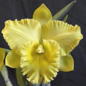 Rlc. Karen's Sunrise 'Waianae' HCC/AOC