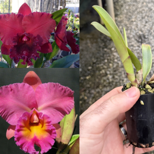 Rlc. Robert Scalia 'Burdekin Ruby' x Rlc. Brunswick Gem 'Coral' AM/AOC 50mm Pot