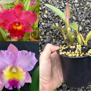 C. Dal's Choice 'Rudak' x Rlc. Sally Taylor 'Red' AM/AOS 120mm Pot HYBRID