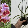 vanda sanderiana ebay edit 90mm
