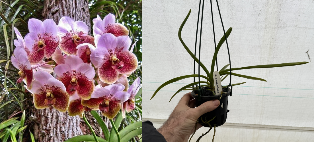 vanda sanderiana ebay edit 90mm