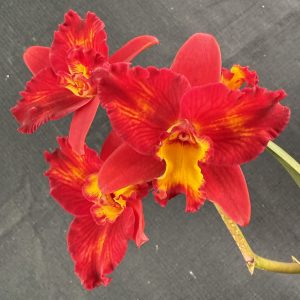 C. Precious Jewel 'Ruby' x C. Fire Magic WHOLE PLANT HYBRID