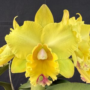 Rlc. Golden Canefields ‘Janelle’